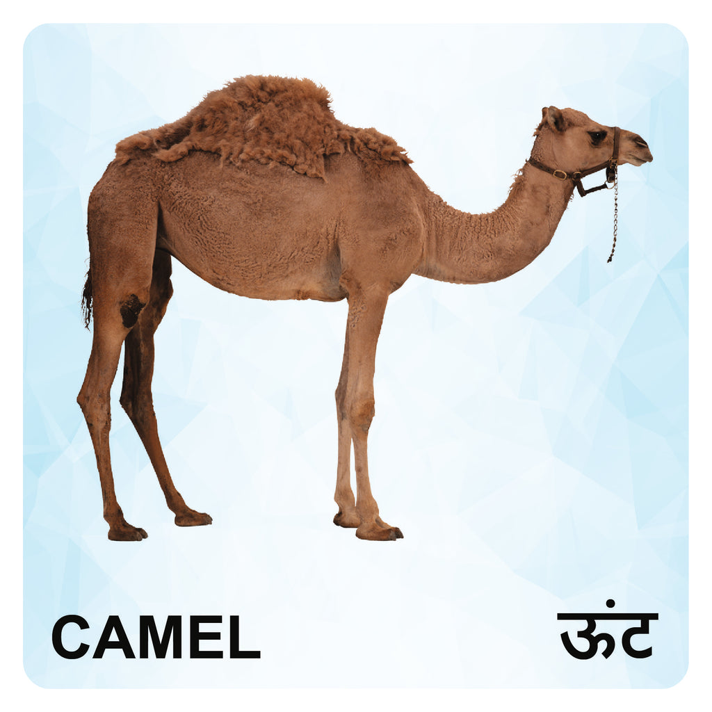 Wooden Animals Flash Cards for Kids | Animal Learning Picture Cards
