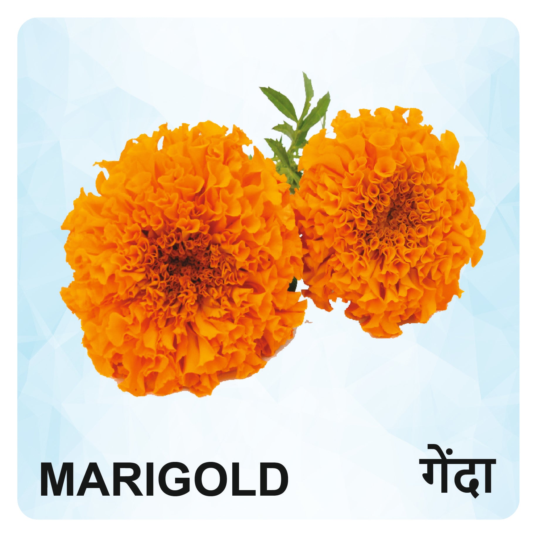 Flowers Wooden Flash Cards for Kids | Flower Learning Picture Cards