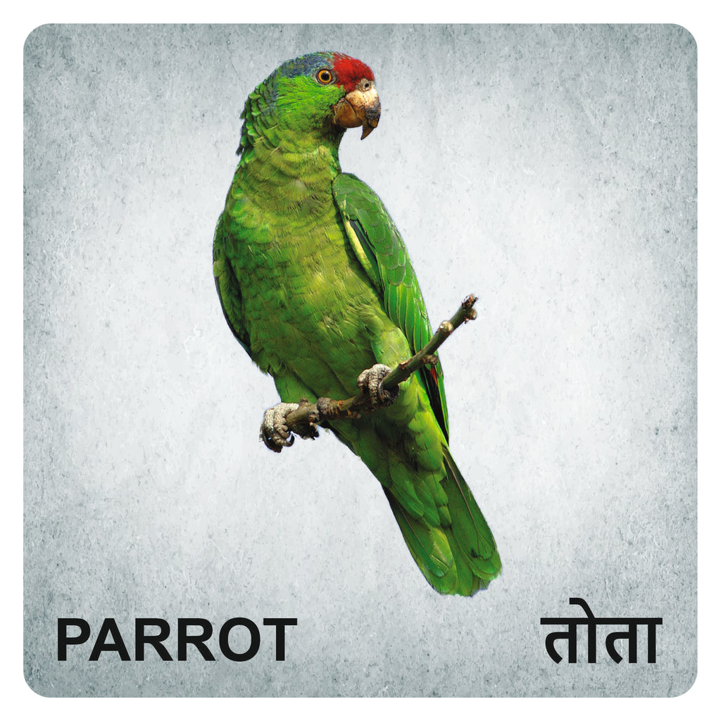 Wooden Birds Flash Cards for Kids | Bird Learning Picture Cards