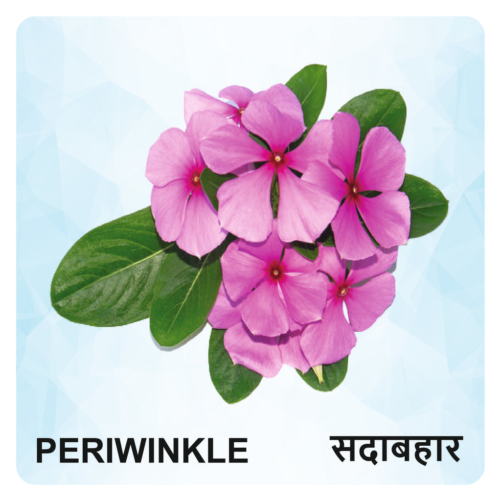 Flowers Wooden Flash Cards for Kids | Flower Learning Picture Cards