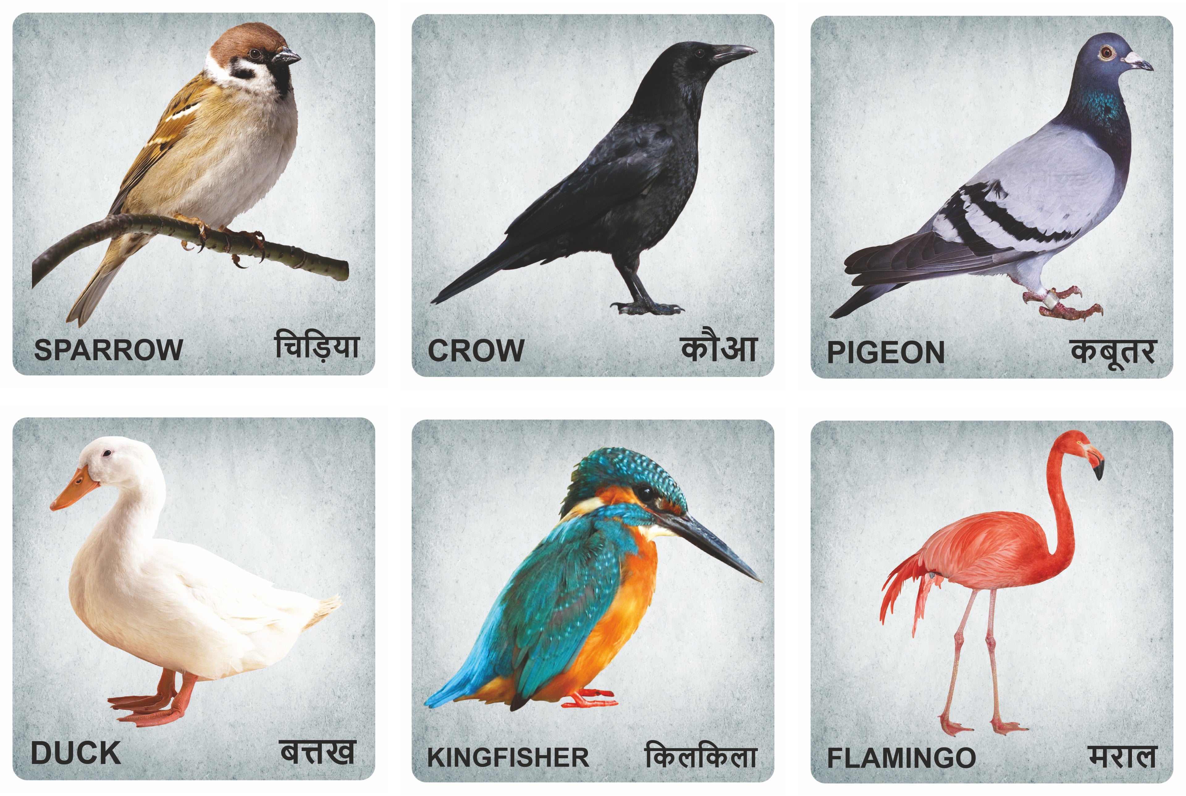 Wooden Birds Flash Cards for Kids | Bird Learning Picture Cards