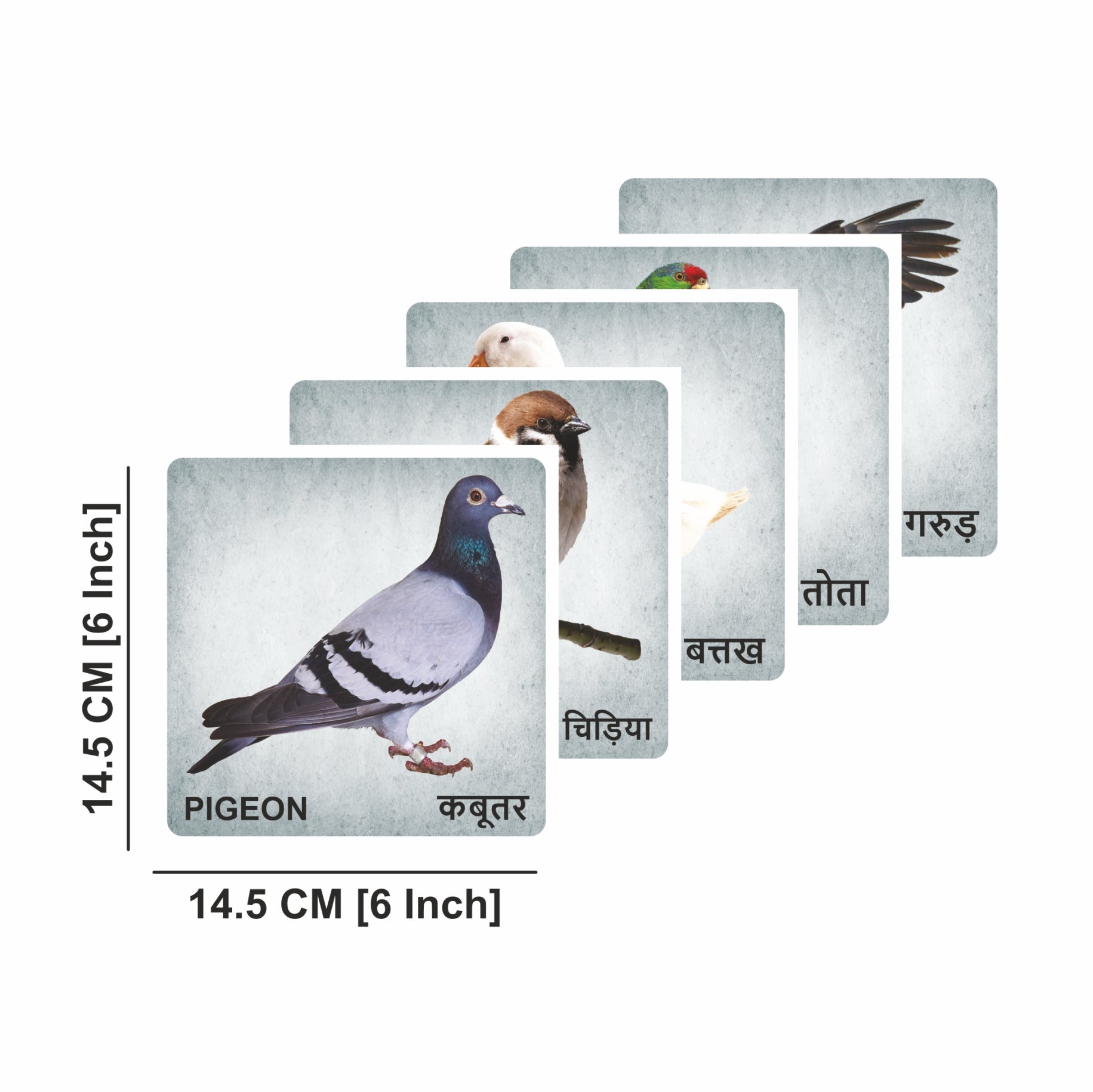 Wooden Birds Flash Cards for Kids | Bird Learning Picture Cards